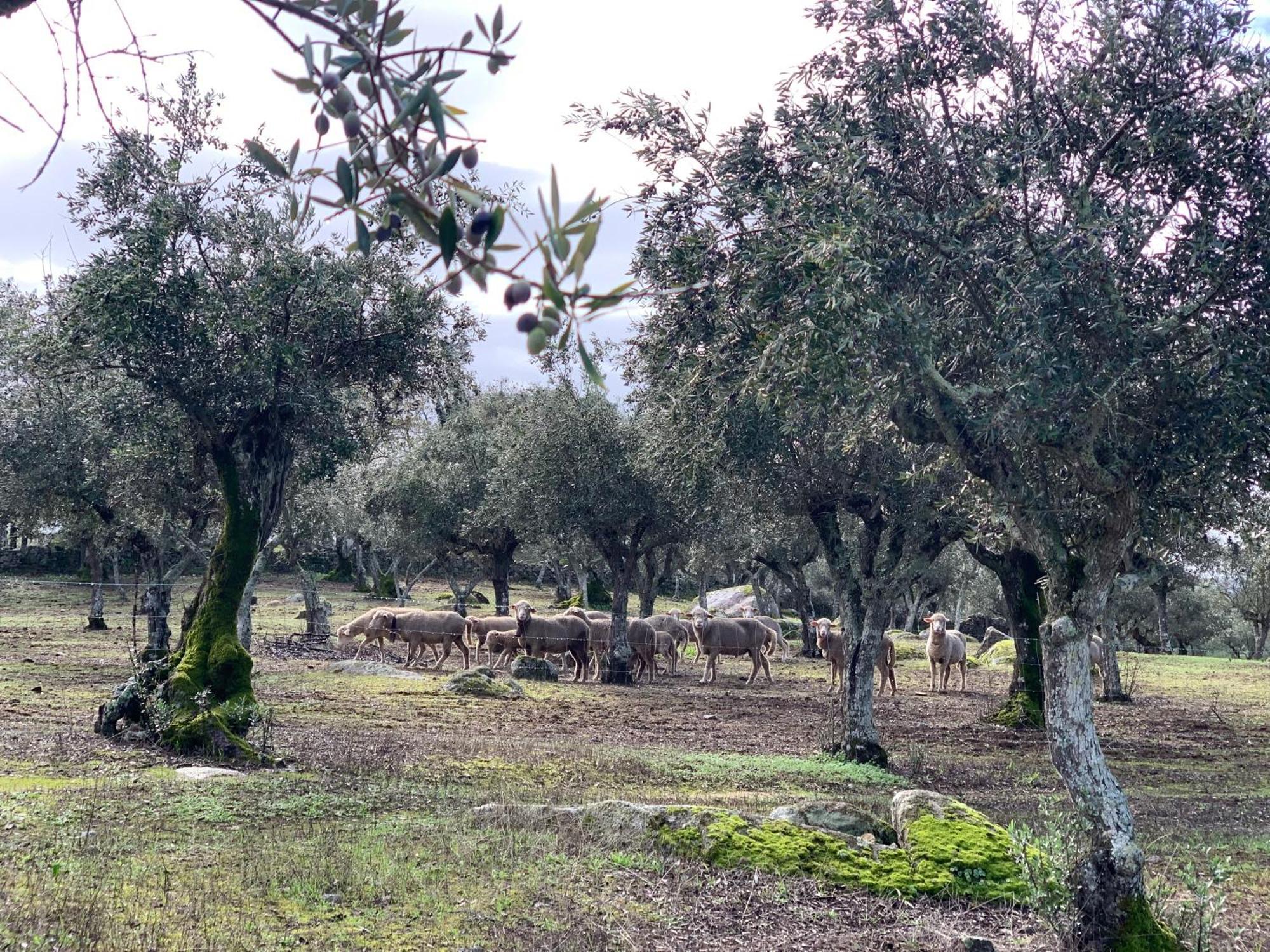 דירות פורטלגרה Casa 1-Quinta Dos Penedos מראה חיצוני תמונה